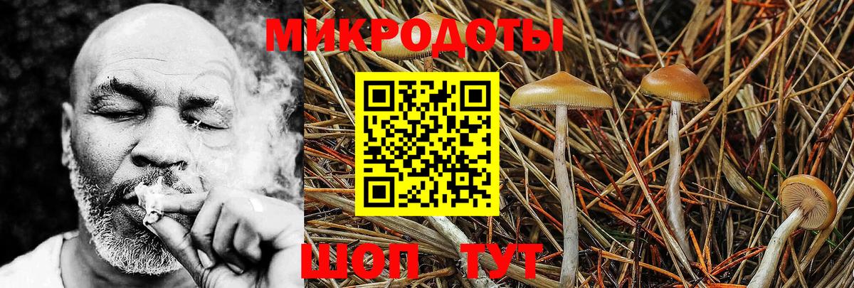 Галлюциногенные грибы Psilocybine cubensis Бор